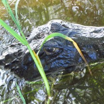 Crocodile in the water II